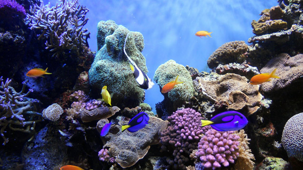 Peixes de recife de coral, que tm cores berrantes e padres chamativos porque ambiente imprevisvel no permite camuflagem, segundo estudo