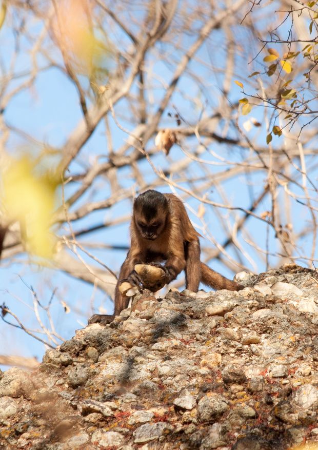 Macaco-prego usa pedra para quebras coquinhos