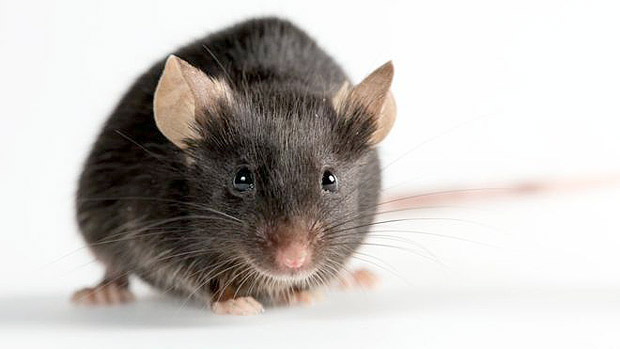 O experimento marca a primeira produo de vulos totalmente fora de um rato.