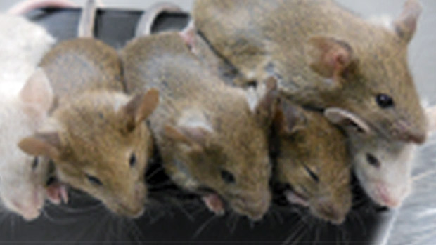 Ratos nascidos de vulos artificiais conseguiram se reproduzir