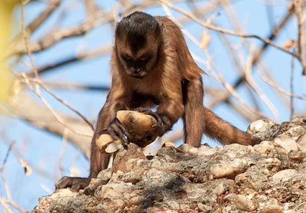 Macaco-prego usa pedra para quebras coquinhos