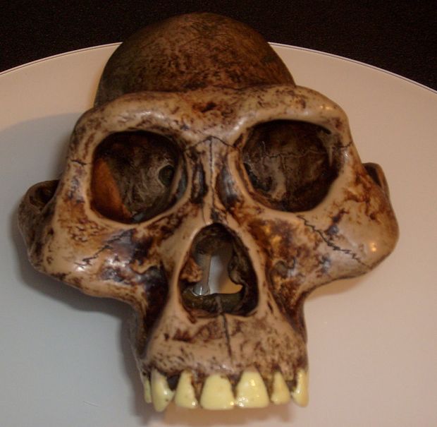 Australopithecus afarensis reconstruction - Afinal, por que quase no temos pelos no corpo?
