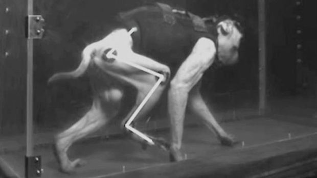 Macacos da pesquisa tinham apenas uma perna paralisada e conseguiram retomar o movimento e caminhar em linha reta sobre esteira