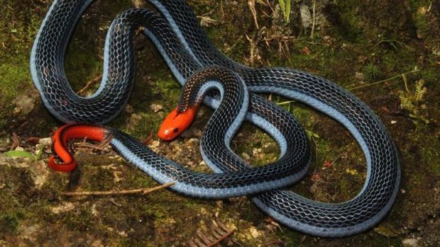 Sonhar com cobra azul: Azul claro, escuro, com preto, com vermelho e mais!