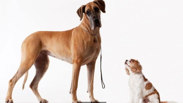 Cientistas ainda no sabem se gentica ou ambiente falam mais alto em comportamento canino