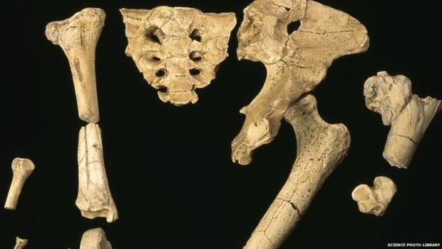 Ossos do esqueleto do homindeo de 3,2 milhes de anos