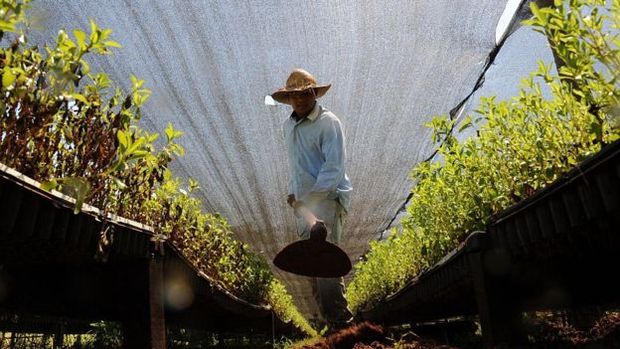 A estvia  cultivada no Paraguai e no Brasil, entre outras partes do mundo