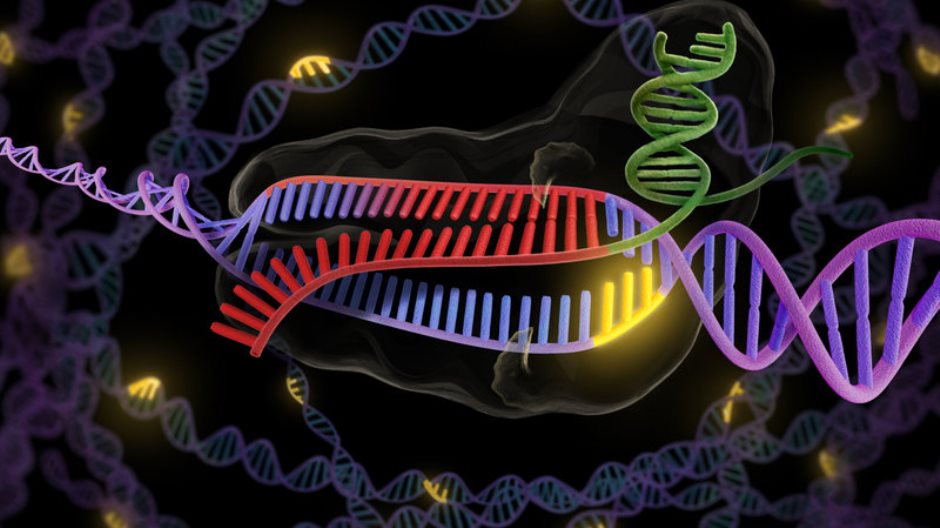 Crispr-cas9, tcnica de edio do DNA que pode mudar o mundo da biologia, medicina e agronomia