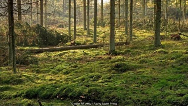 Condies cidas em solo e gua dos brejos dinamarqueses podem preservar corpos por sculos