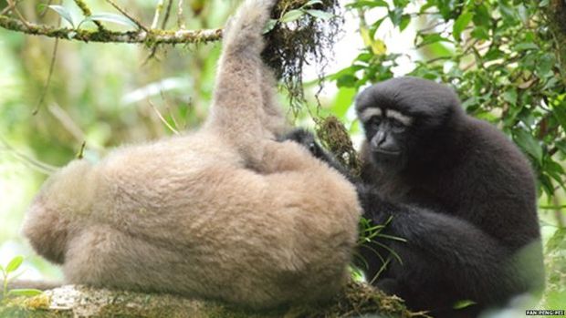 Primatas da provncia de Yunnan esto ameaados por caa e desmatamento
