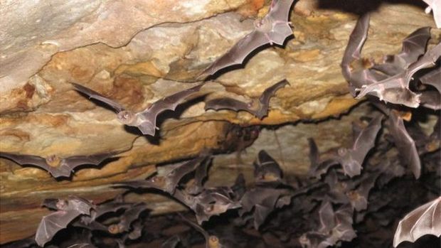 Morcegos se deslocam no ambiente a partir de curtos pulsos de ondas ultrassônicas