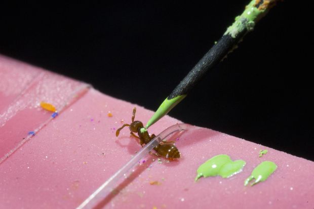 Os pesquisadores esperam transformar as formigas clonadas em um organismo-modelo