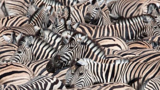 Listras das zebras podem ser uma boa analogia para a dificuldade de definir a vida, diz filósofa