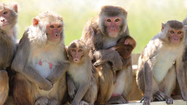 Gel contraceptivo funcionou em todos os macacos que participaram dos testes 