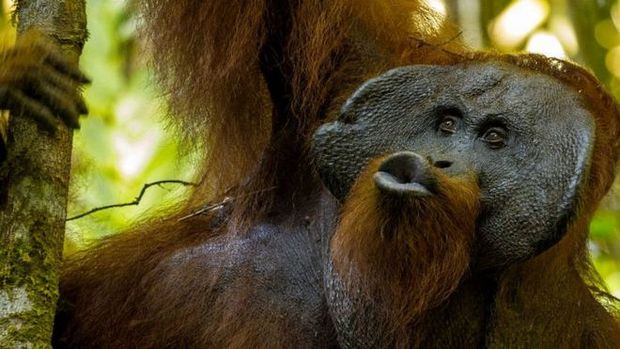 "Beijos" de orangutangos podem explicar como nossos ancestrais formaram as primeiras palavras