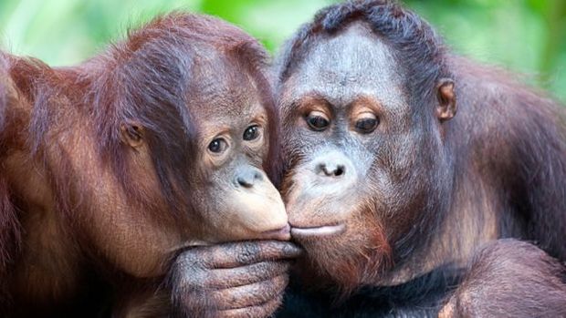 Ao "mandar beijos", orangotangos emitem mensagens, dizem cientistas