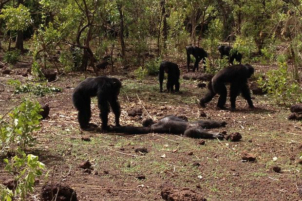 Chimpanzés observam corpo do seu ex-tirano
