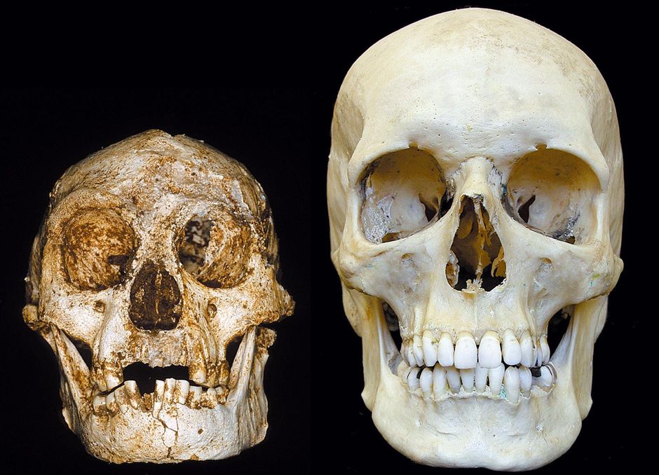 Crnio de humano moderno (direita) e do _Homo floresiensis_, espcie que coexistiu com _Homo sapiens_