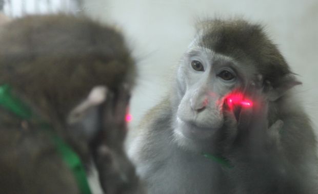 Macaco-resos acompanha, em espelho, laser no prprio rosto