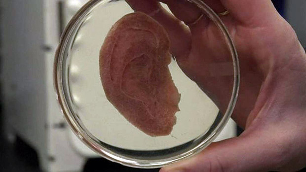 Aps esculpir ma em formato de orelha, cientistas usaram 'esqueleto' de celulose para criar cultura de clulas humanas --e criar orelha de laboratrio 