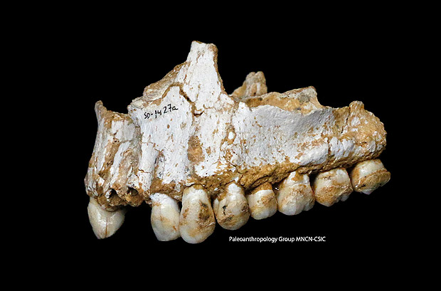 Maxila (osso da parte de cima da cavidade bucal) de um neandertal da Espanha; anlise do trtaro revela estilo de vida