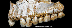 Maxila de um neandertal da Espanha; análise do tártaro revela estilo de vida dos antigos hominídeos – Paleoanthropology Group/AFP Maxila de um neandertal da Espanha; análise do tártaro revela estilo de vida dos antigos hominídeos – Paleoanthropology Group/AFP