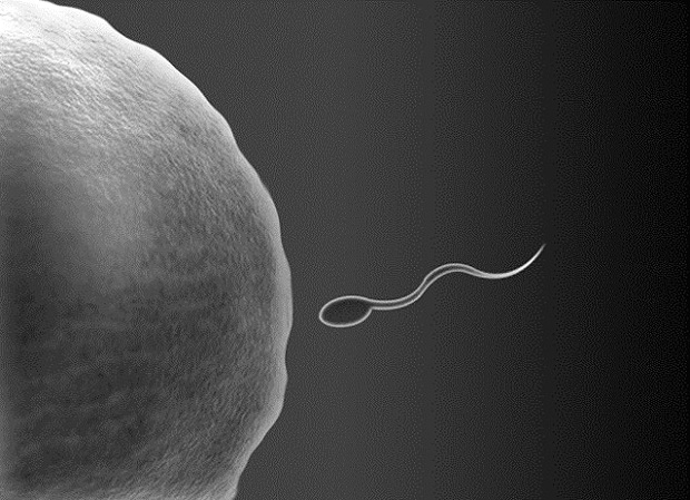 ivf fertilização in vitro fiv reprodução assistida óvulo espermatozoide 