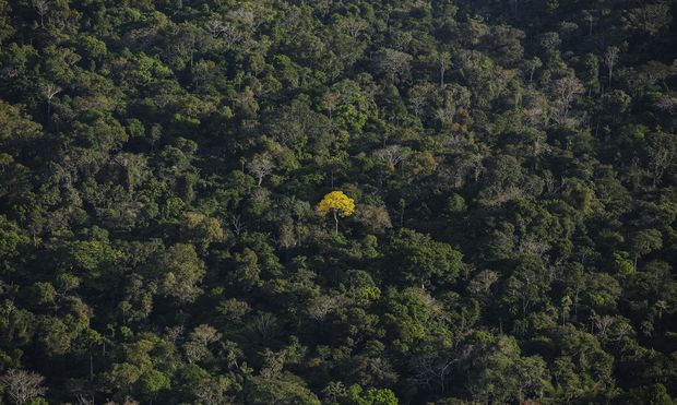 Ip amarelo em meio a regio de floresta na Terra Indgena Sete de Setembro em Cacoal (RO)