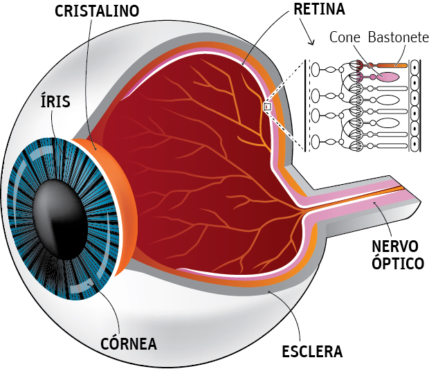 Tratamento da Retina - Instituto de Moléstias Oculares