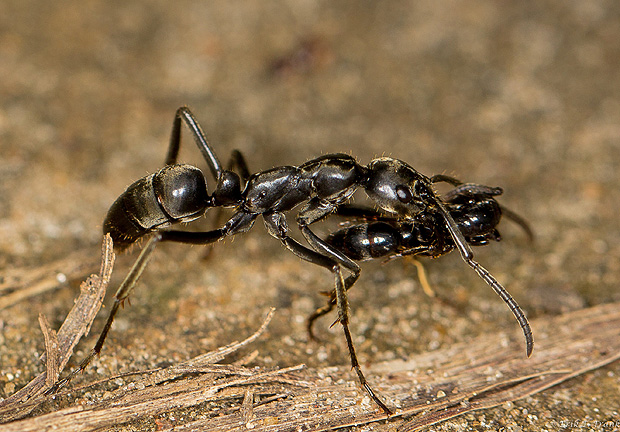 Formiga matabele carrega um espcime macho ferido de volta para o formigueiro
