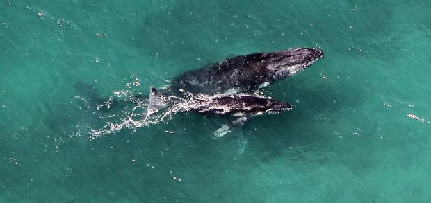 Baleias so conhecidas por seus chamados barulhentos