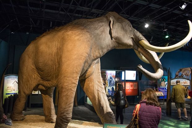 Um mastodonte abatido deu pistas de uma possvel presena humana h 130 mil anos nas Amricas