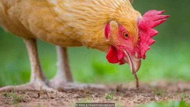 H mais de 19 bilhes de galinhas no mundo