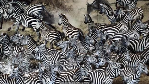 Zebras atravessam rio em grupo na frica