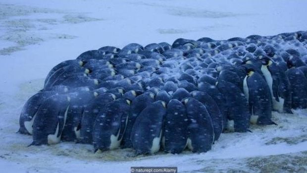 Os pinguins-imperadores (_Aptenodytes forsteri_) se agrupam para suportar o frio