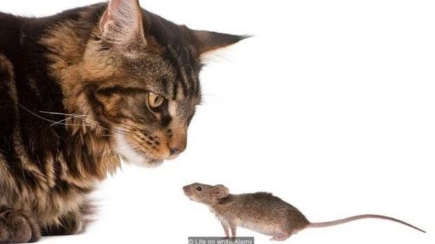 Gatos comem um rato inteiro por vez, sem possibilidade de dividir