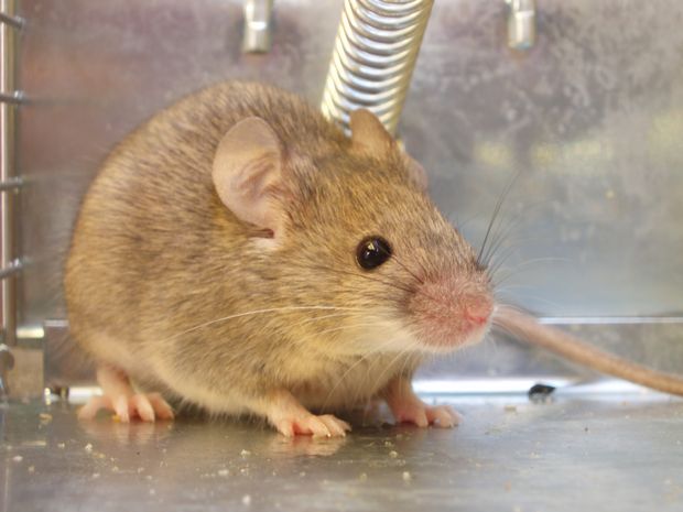 Com a tcnica de edio de genes Crispr, cientistas conseguiram extrair HIV de camundongos