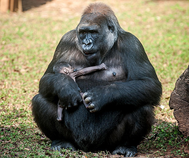A gorila Imbi com beb cujo nome ser escolhido pelo pblico