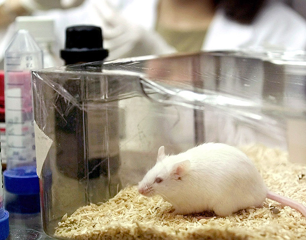 Ratos de laboratrio receberam injeo de cianobactrias