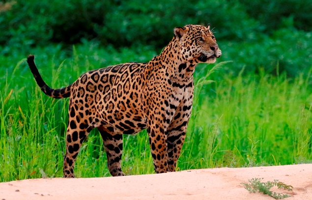 Ona-pintada avistada no Pantanal