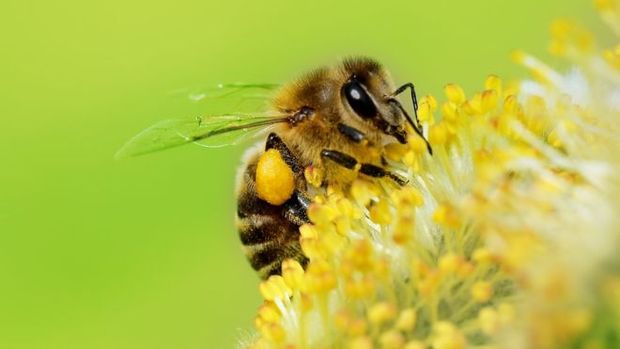 Um estudo anterior j havia demonstrado que as abelhas podem contar at quatro