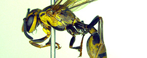 Vespa Polybia dimorpha, que produz a molécula Polydim-1, que pode vir a se tornar um poderoso antibiótico – Fernando B. Noll/Unesp Vespa Polybia dimorpha, que produz a molécula Polydim-1, que pode vir a se tornar um poderoso antibiótico – Fernando B. Noll/Unesp