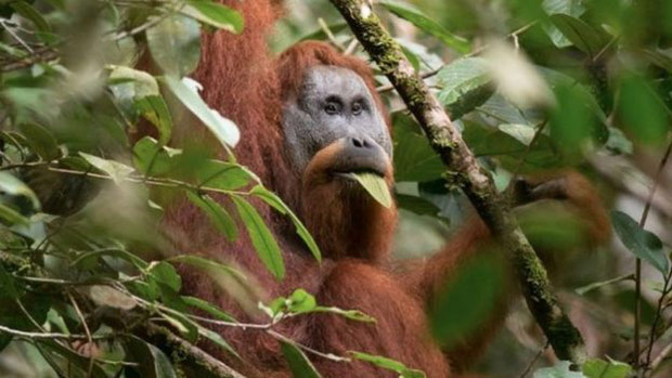 Cientistas embarcaram em uma profunda investigao sobre a evoluo do orangotango Tapanuli ao longo de centenas de milhares de anos 