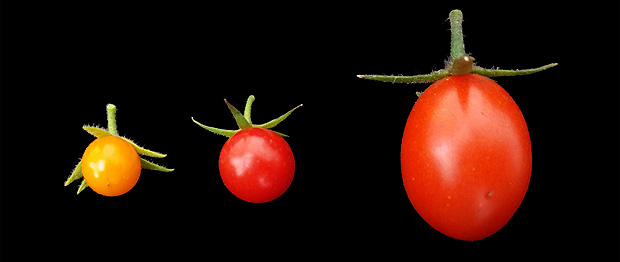 A partir da esq., tomate resistente  salinidade; espcie que deu origem ao tomate atual; tomate cereja