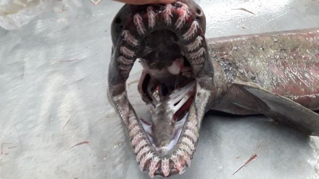Dentes do tubaro-enguia (_Chlamydoselachus anguineus_)