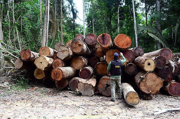 Agente do Ibama com madeira derrubada ilegalmente na regio de Colniza (MT)