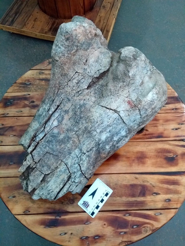 fóssil de titanossauro achado em Jaci, no interior de SP