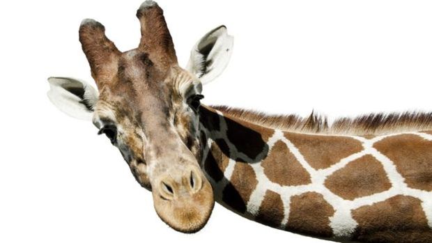 Afinal, como surgiu o pescoo da girafa?