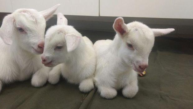 Brazilian researchers managed to create genetically modified goats in order to produce milk with human-like characteristics 