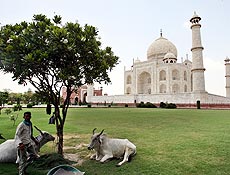 Indiano cuida de vacas prximo ao Taj Mahal